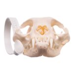 Real Maine Coon Cat Skull