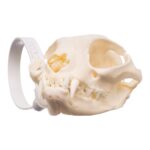 Real Maine Coon Cat Skull