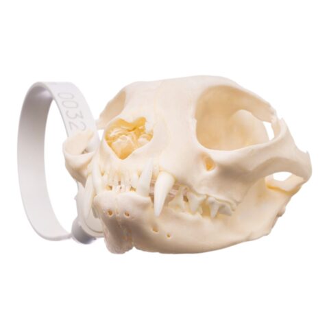 Real Maine Coon Cat Skull