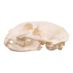 Real Maine Coon Cat Skull