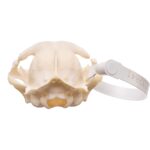 Real Maine Coon Cat Skull