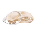 Real Maine Coon Cat Skull