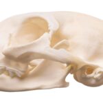 Real Maine Coon Cat Skull