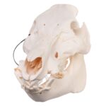 Real Domestic Pig Skull – Pathology