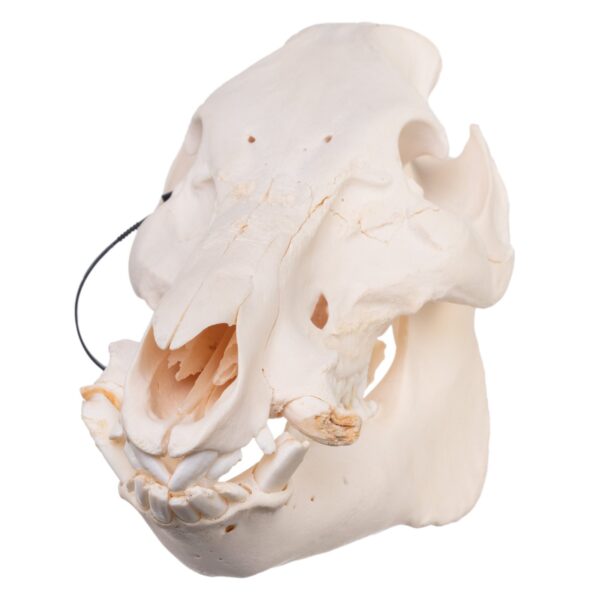 Real Domestic Pig Skull – Pathology