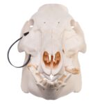 Real Domestic Pig Skull – Pathology