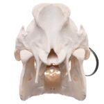 Real Domestic Pig Skull – Pathology