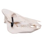 Real Domestic Pig Skull – Pathology