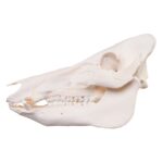 Real Domestic Pig Skull – Pathology