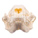 Real Adolescent Raccoon Skull – Pathology