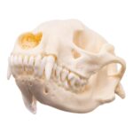 Real Adolescent Raccoon Skull – Pathology
