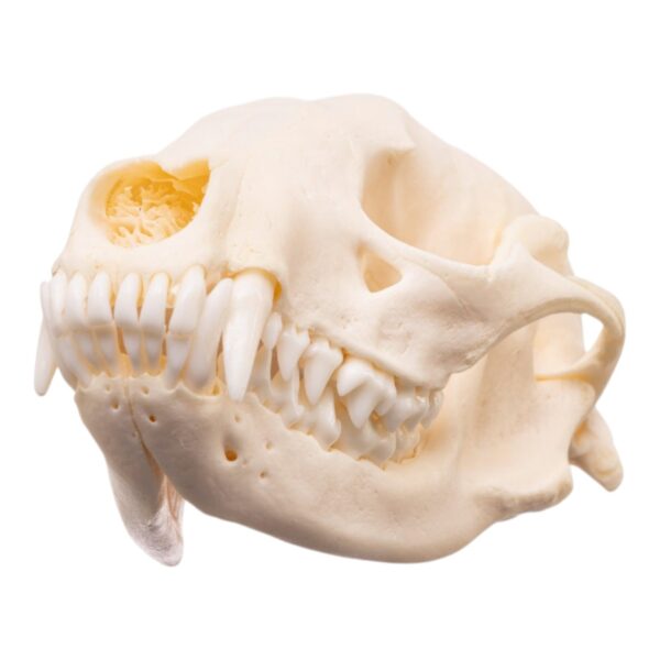 Real Adolescent Raccoon Skull – Pathology