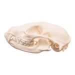 Real Adolescent Raccoon Skull – Pathology