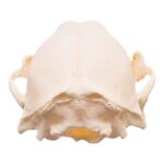 Real Adolescent Raccoon Skull – Pathology