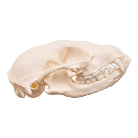 Real Adolescent Raccoon Skull - Pathology