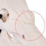 Real Domestic Pig Skull – Pathology