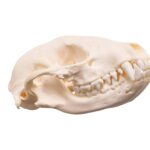 Real Adolescent Raccoon Skull – Pathology