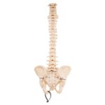 Real Loosely Strung Human Spine and Pelvis