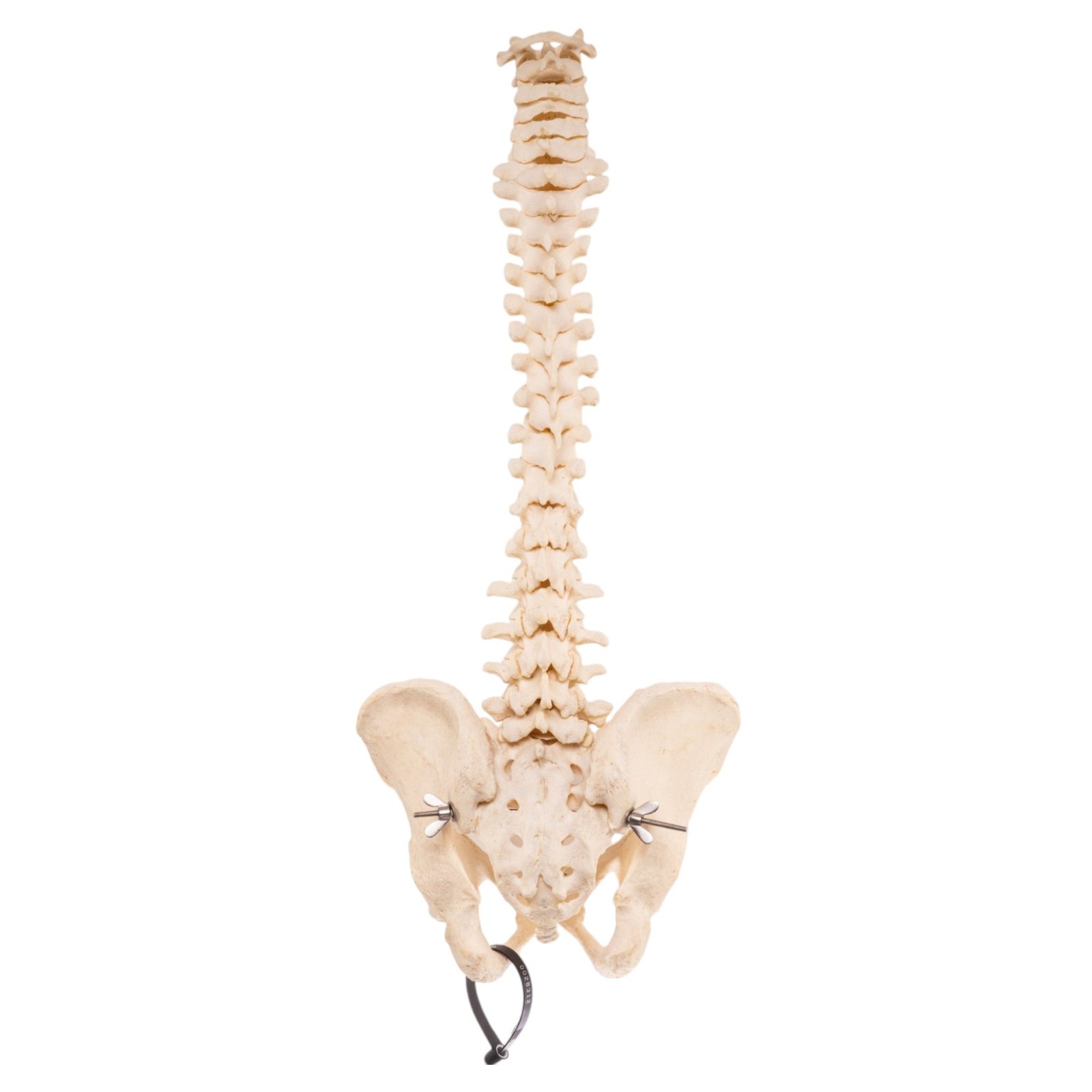 Real Loosely Strung Human Spine and Pelvis