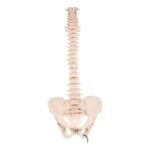 Real Loosely Strung Human Spine and Pelvis