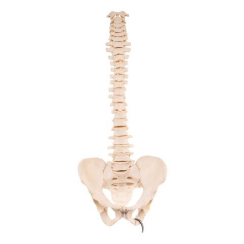 Real Loosely Strung Human Spine and Pelvis