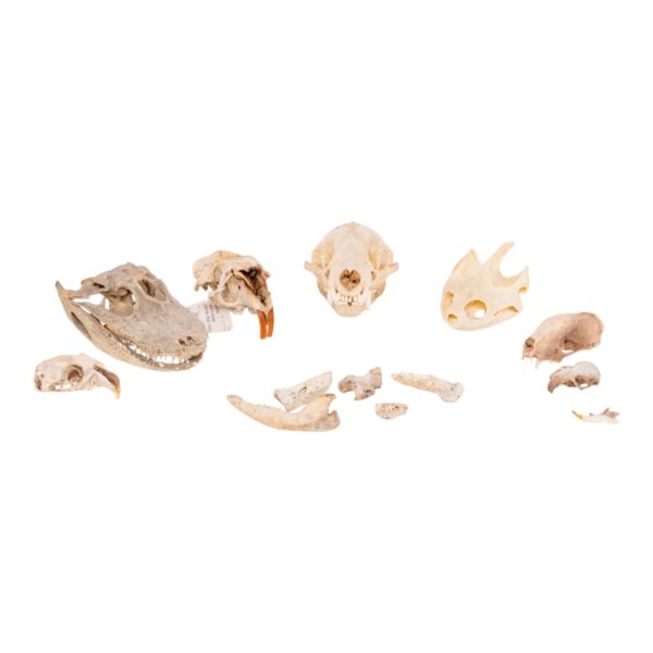 Real Field Find Set