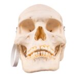 Real Human Skeleton – Disarticulated – 3400 g