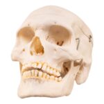 Real Human Skeleton – Disarticulated – 3400 g