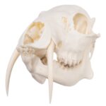 Real Chinese Water Deer Skull – Male