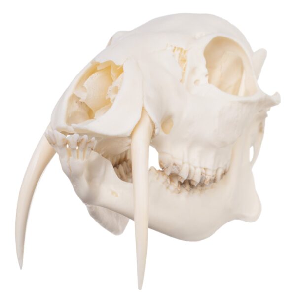 Real Chinese Water Deer Skull – Male