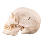 Real Human Skeleton – Disarticulated – 3400 g