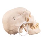 Real Human Skeleton – Disarticulated – 3400 g