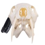 Real Chinese Water Deer Skull – Male