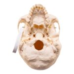 Real Human Skeleton – Disarticulated – 3400 g
