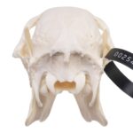 Real Chinese Water Deer Skull – Male