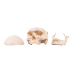 Real Human Skeleton – Disarticulated – 3400 g