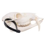Real Chinese Water Deer Skull – Male