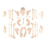 Real Human Skeleton – Disarticulated – 3400 g