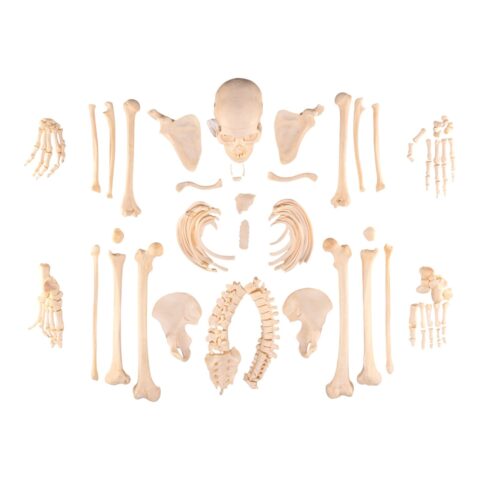 Real Human Skeleton - Disarticulated - 3400 g