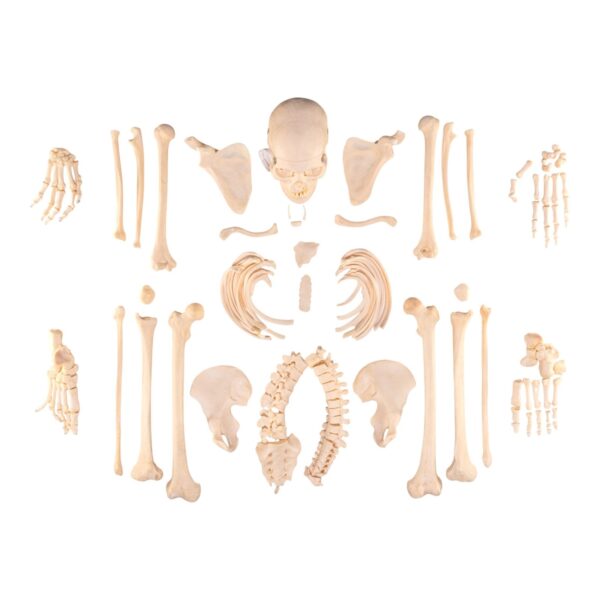 Real Human Skeleton – Disarticulated – 3400 g
