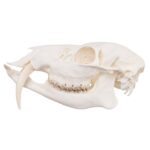 Real Chinese Water Deer Skull – Male