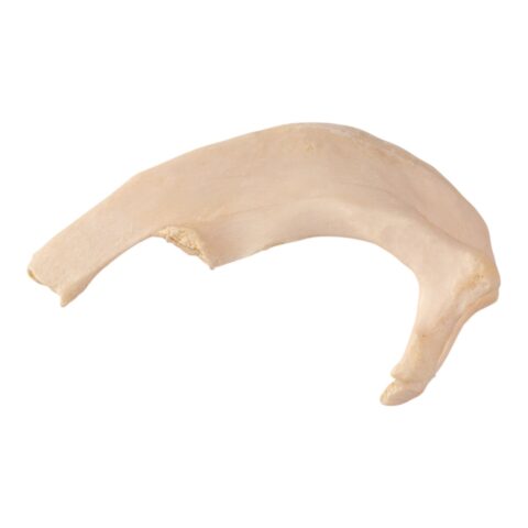 Real Human Skeleton - Disarticulated - 3400 g