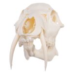 Real Chinese Water Deer Skull – Male