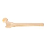 Real Human Skeleton – Partial – Pathology