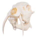 Real Chinese Water Deer Skull – Male