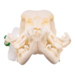 Real Domestic Dog – Pug Skull – Pathology