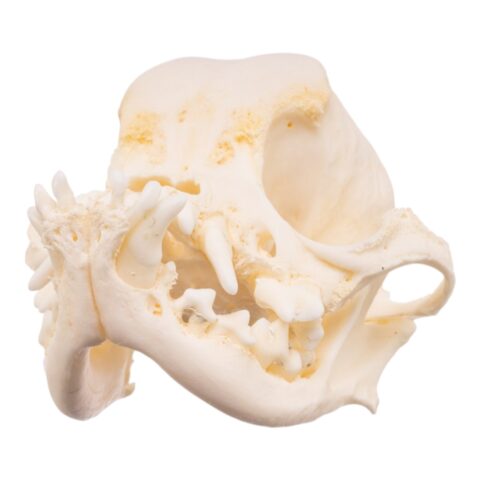Real Domestic Dog - Pug Skull - Pathology