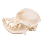 Real Domestic Dog – Pug Skull – Pathology