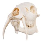 Real Chinese Water Deer Skull – Male