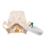 Real Domestic Dog – Pug Skull – Pathology